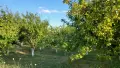 Перфектна Овошна Градина на 10 години 130дка. Сливи Стенлей, Круши и Дули, снимка 1