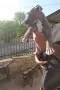 Питбули блу нос , снимка 2