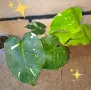 Комплект от три вида monstera, може и по отделно, снимка 17