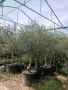 Продуктивни маслинови дървета olea europaea, снимка 5