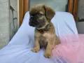 Син фаун Флъфи френски булдог , снимка 1