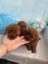 Той Пудел/Toy Poodle, снимка 1