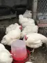 Бройлерни кокошки, снимка 1