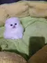 КОТЕНЦЕ УНИКАТ.МОМЧЕНЦЕ, снимка 1