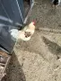 Петли за вашият двор, за здраве и развлечение , снимка 2