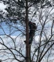 арборизъм и премахване на опасни дървета, снимка 1