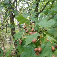 Брекина (Sorbus terminalic) плодно медоносно дърво, снимка 2 - Градински цветя и растения - 30347880