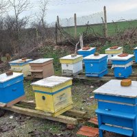 Продавам малки пчелни семейства, снимка 2 - За пчели - 44295307