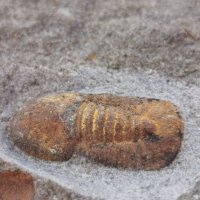 Фосил на Cyclopyge Sibilla - Палеозойска ера, снимка 1 - Колекции - 37910660