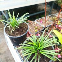 Офиопогон зелен, Ophiopogon japonicus, снимка 10 - Градински цветя и растения - 39298304