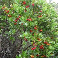 Ягодово дърво/Arbutus unedo (кумарка), снимка 4 - Градински цветя и растения - 39955636