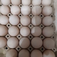 Оплодени яйца от катунски кокошки, снимка 3 - Кокошки и пуйки - 39909799