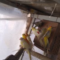 Продавам пойни папагали, снимка 7 - Папагали - 42618106
