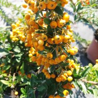 Пираканта, студоустойчива!! Оранжева Orange Charmer и жълта  Soleil d'Or, снимка 8 - Градински цветя и растения - 42209662
