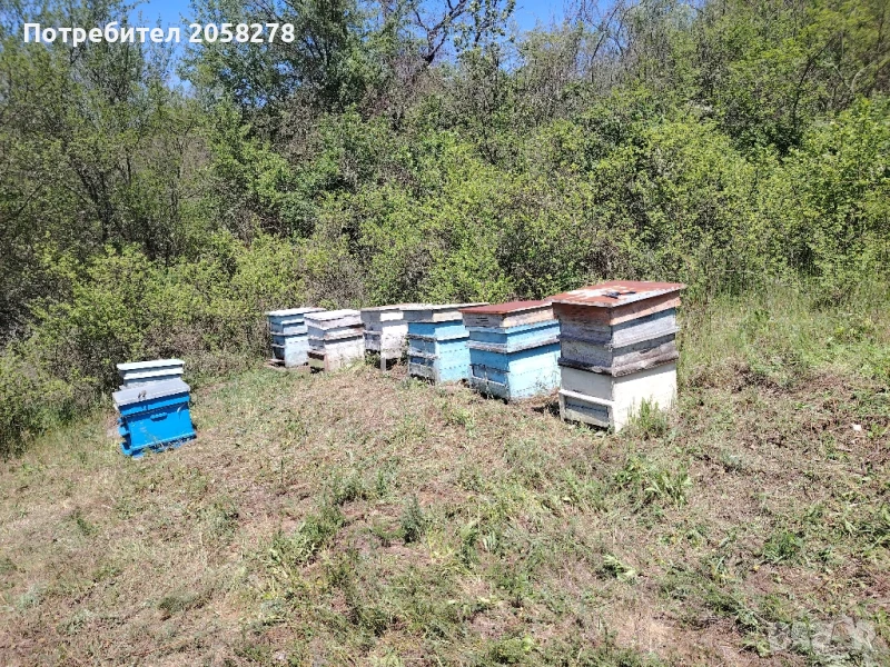 Пчелни кошери и оборудване , снимка 1