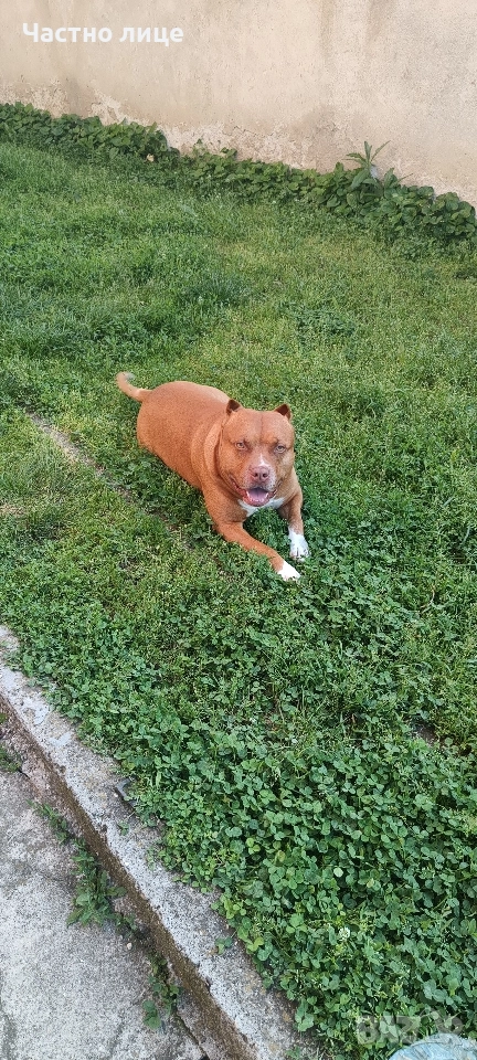 Търсим приятелка за Макс 5г. стаф, снимка 1