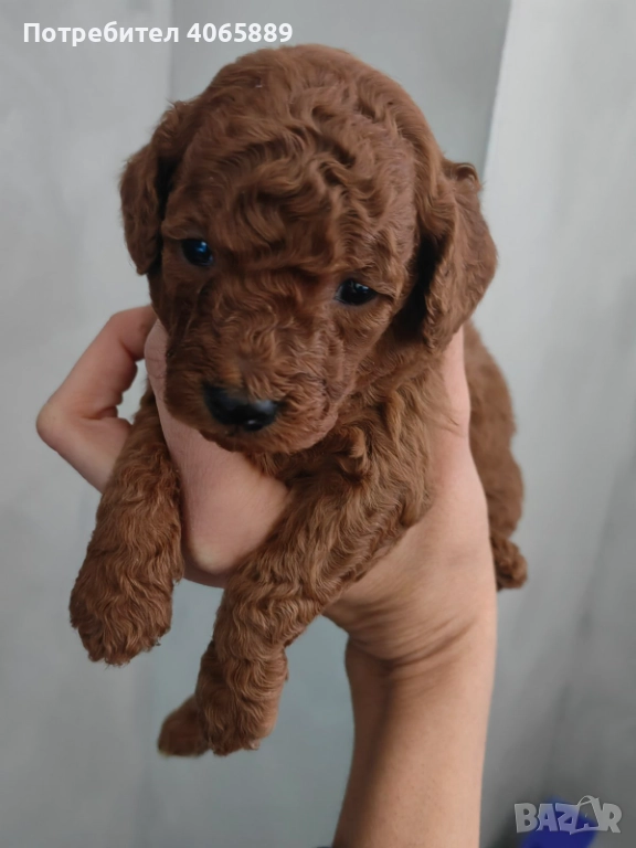  Мини пудел , снимка 1