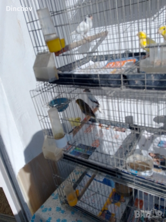 Продава Орфей мъжки 70лв.женски 50лв, снимка 1