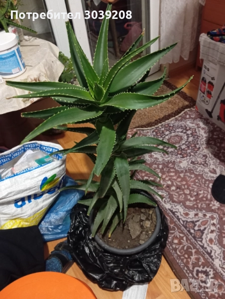 Продавам алое, снимка 1