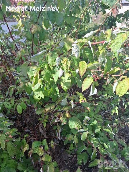 Малини разсад, снимка 1