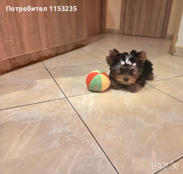 йоркширски териер, снимка 1