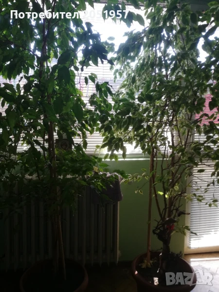 продам два броя БЕНДЖАМИН , снимка 1