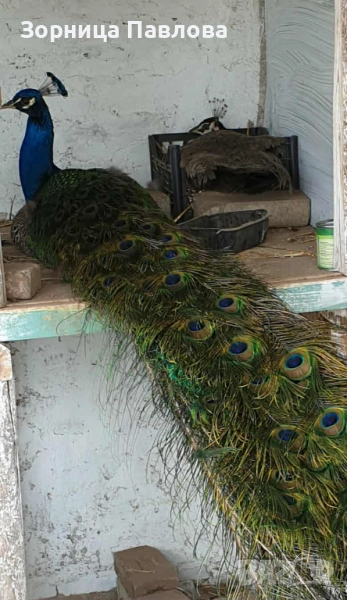 Продавам малки индийски пауни., снимка 1