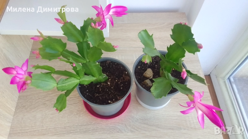 Шлумбергера ( Коледниче), снимка 1