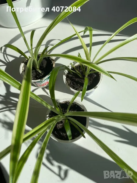 Хлорофитум, най-добре пречистващото въздуха растение, снимка 1