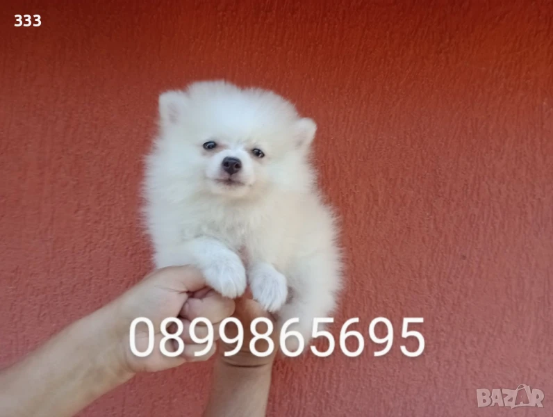 Бял Мъжки Померан , снимка 1