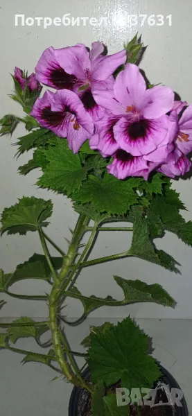 ГОЛЯМО КРАЛСКО МУШКАТО , снимка 1