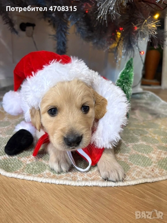 Голдън чистокръвно игриво момче, снимка 1