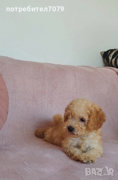 Той пудел , снимка 1