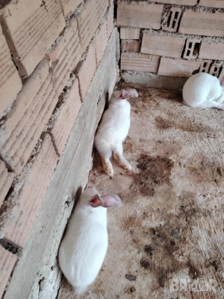 Мъжки зайци Калифорнийски, снимка 1