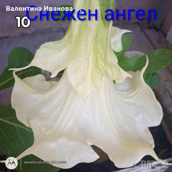 ангелски тромпет , снимка 1