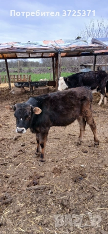 Продавам 2 бр. Телета, снимка 3 - Крави - 53295775