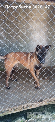 Белгийска овчарка , снимка 2 - Белгийска овчарка - 53969574