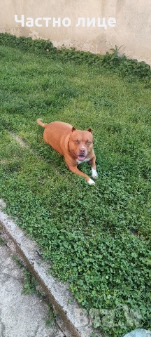 Търсим приятелка за Макс 5г. стаф