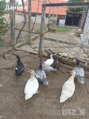 Мускусни патици(Неми)