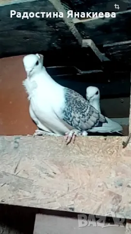 Продавам гълъби, снимка 6 - Гълъби - 48772224