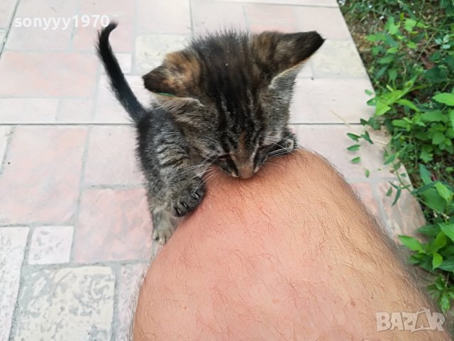 КОТЕ МЯУ МЪР ИВОНКА ВИДИН 0509221551, снимка 15 - Други - 37908082