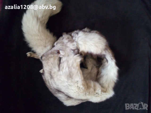 Яка - северна лисица