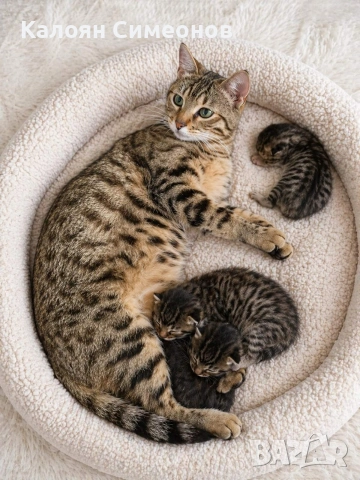 Бенгалски котенца, снимка 8 - Бенгалски - 54357737