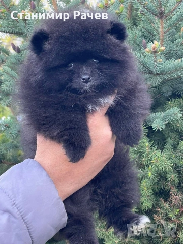 Померан померани 