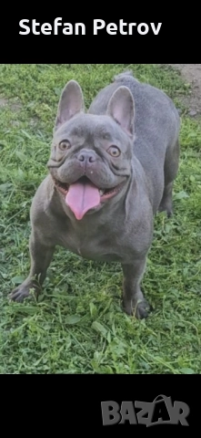 Френски булдог , снимка 8 - Френски булдог - 52351352