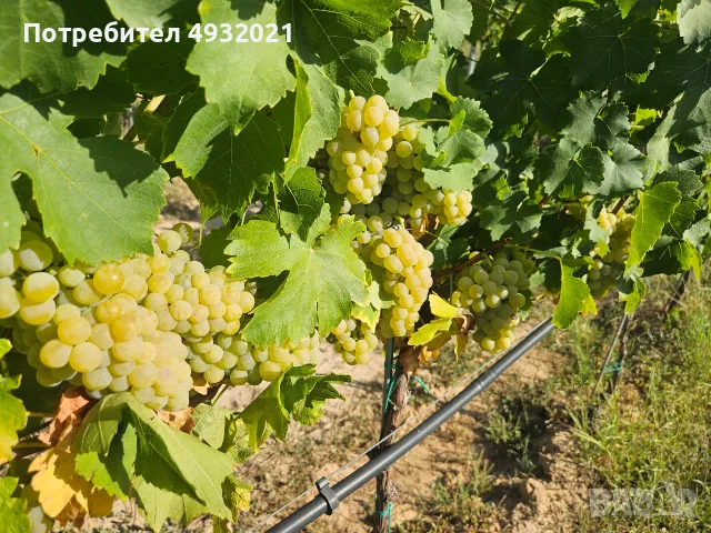 Продавам грозде, снимка 15 - Сортови семена и луковици - 55837485