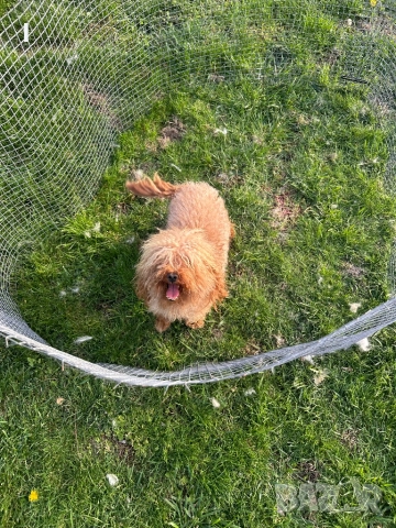 Той Пудел , снимка 6 - Пудели - 50623844