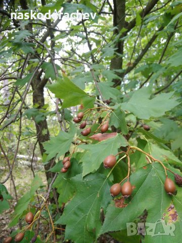 Брекина (Sorbus terminalic) плодно медоносно дърво, снимка 2 - Градински цветя и растения - 30347880