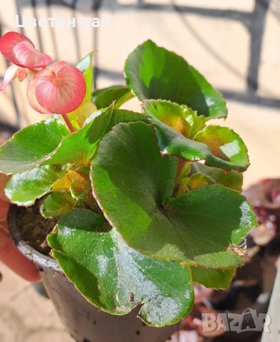 Градинска бегония , снимка 14 - Градински цветя и растения - 54237980