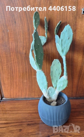 кактуси, снимка 2 - Стайни растения - 54332019
